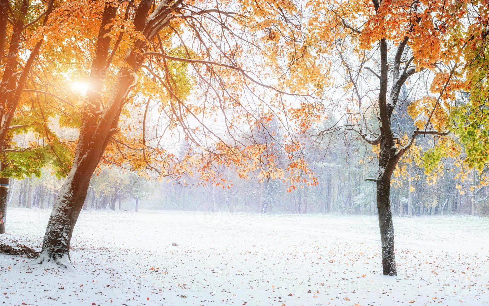 October mountain beech forest photo