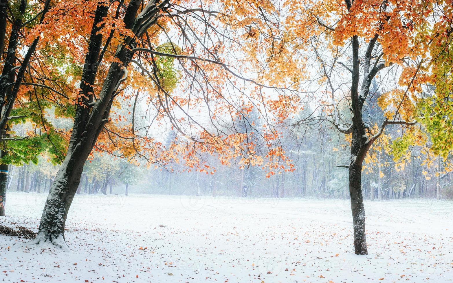 October mountain beech forest photo