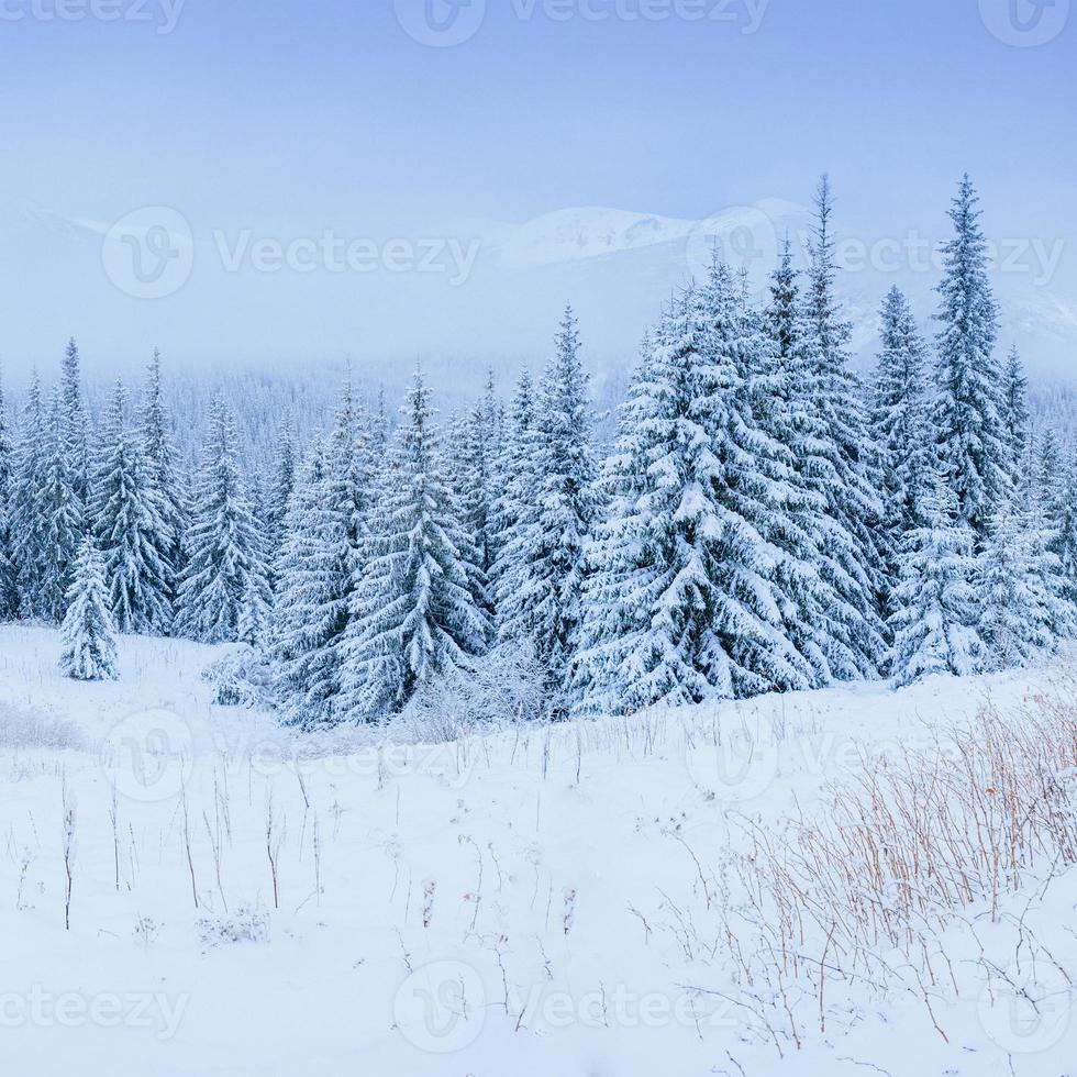 maravilloso paisaje de invierno foto