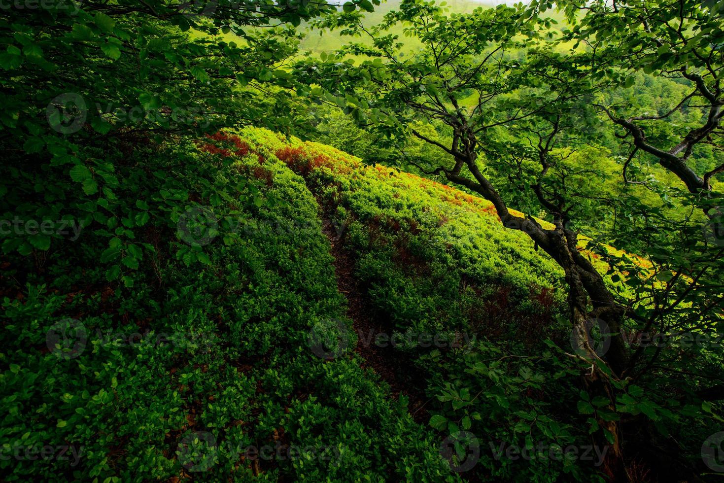 View of misty mountains photo