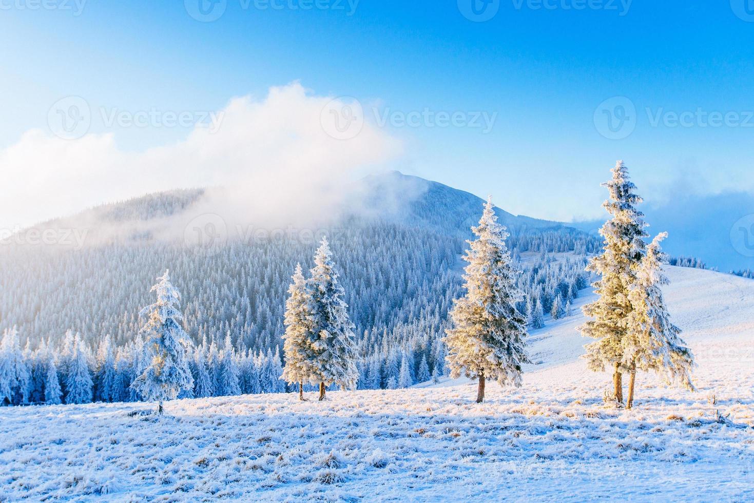 magical winter snow covered tree photo