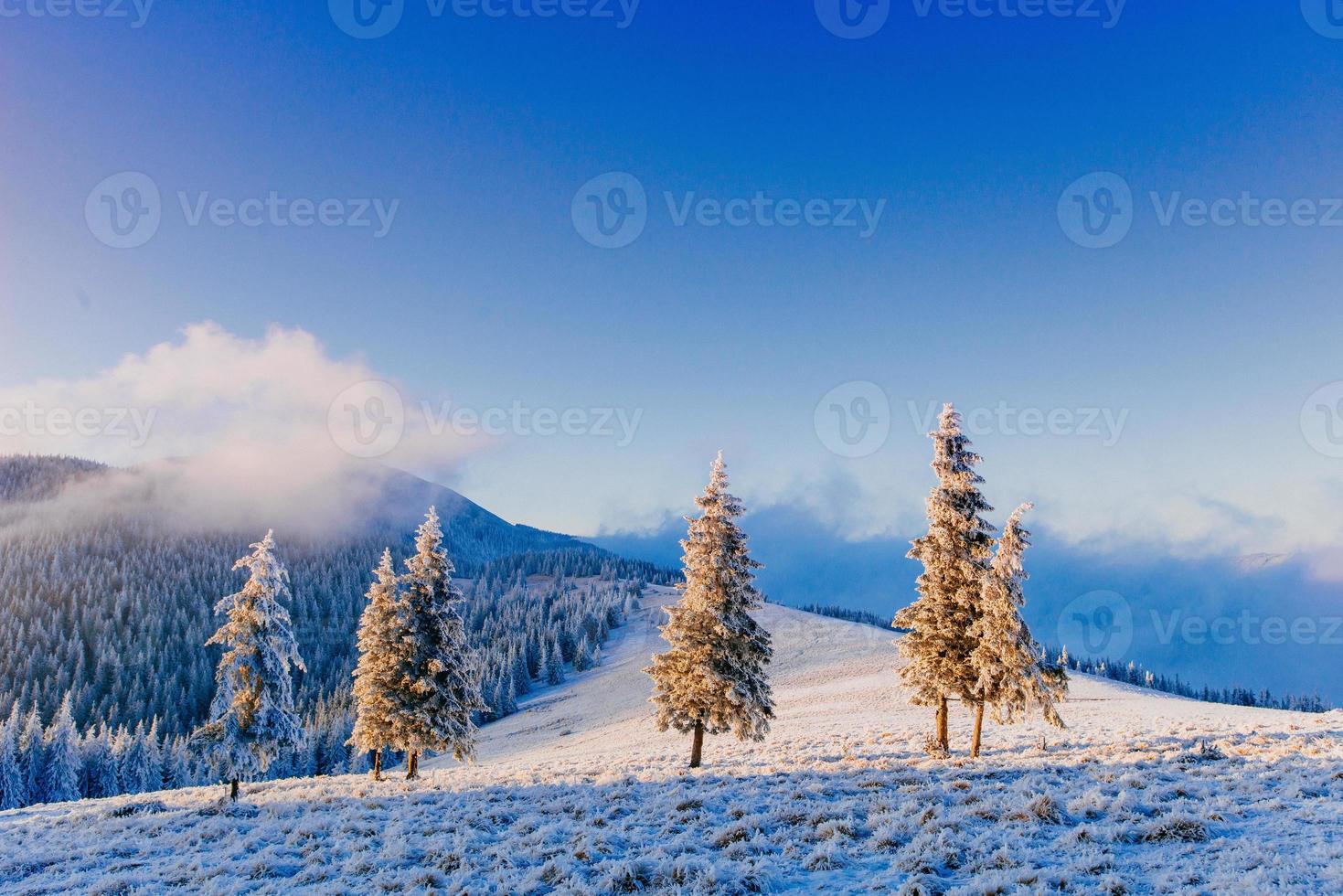 magical winter snow covered tree photo