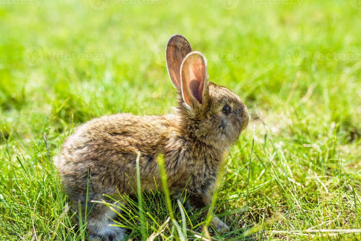 rabbit on the grass photo