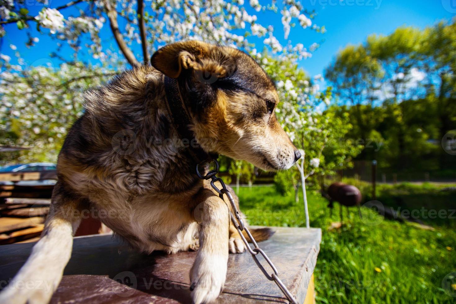 cute dog in the garden photo