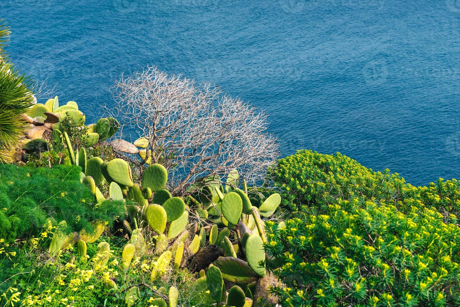 Thorny cactus near the sea photo