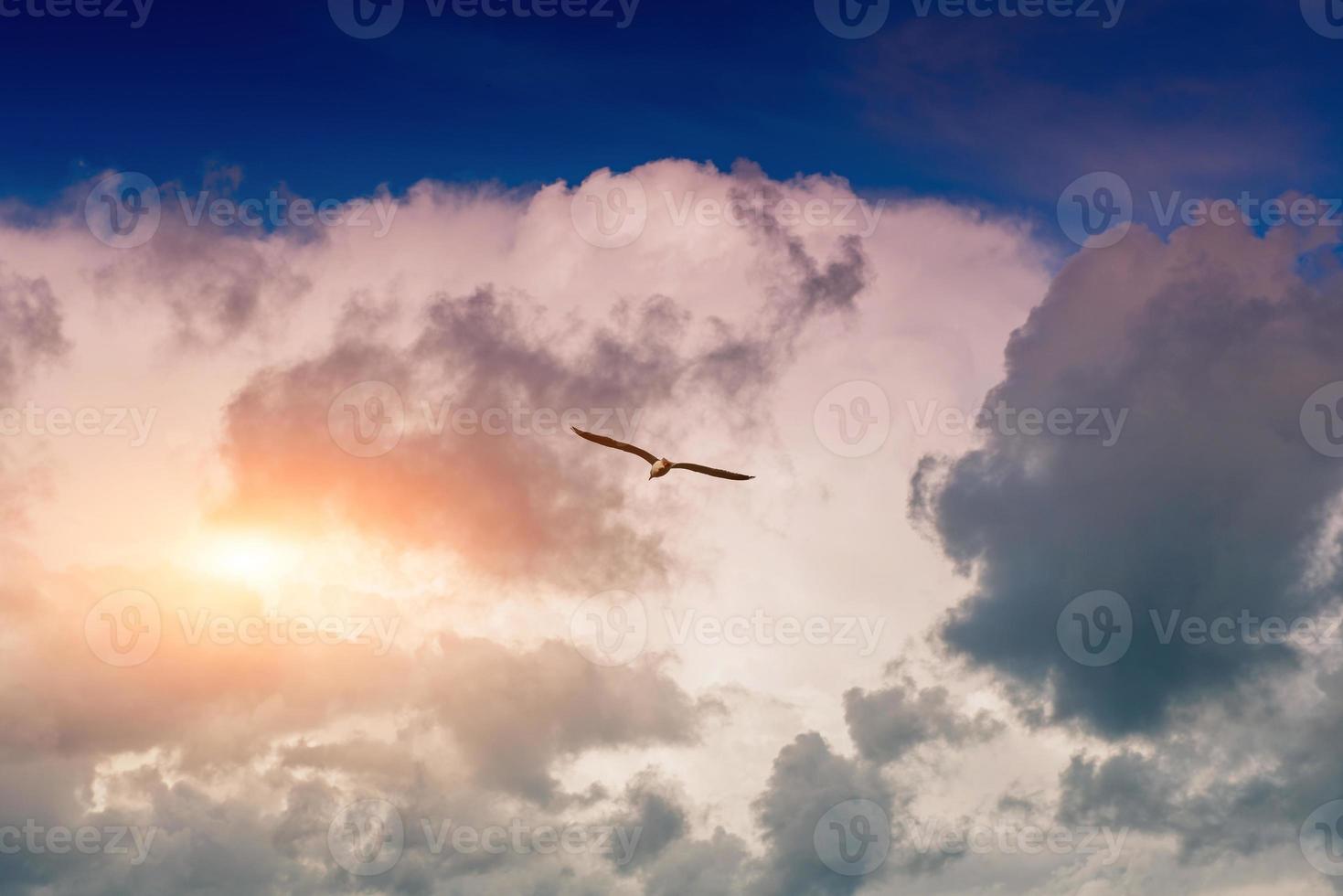 seagull, soaring in the sky photo