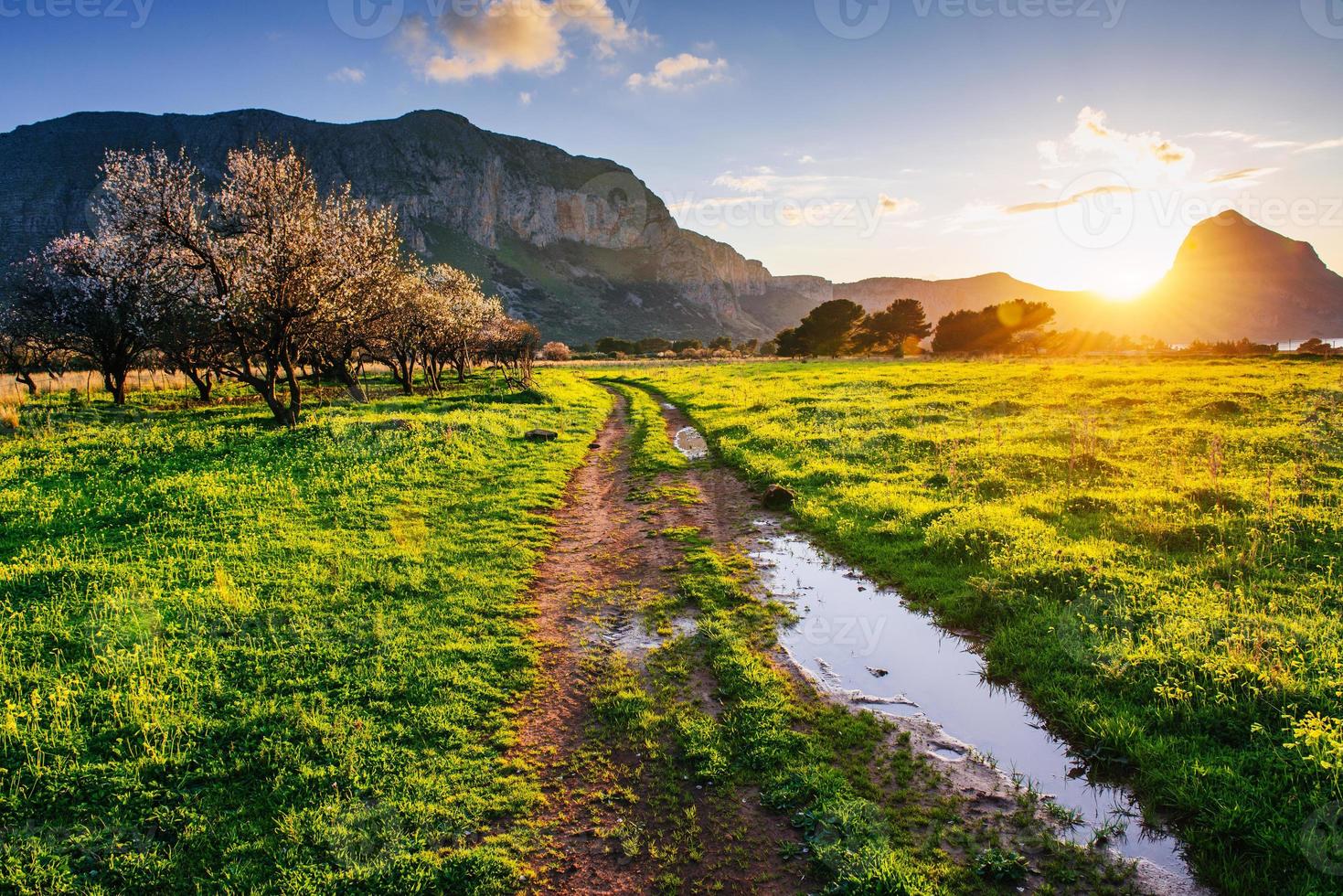 flowering trees at sunset photo