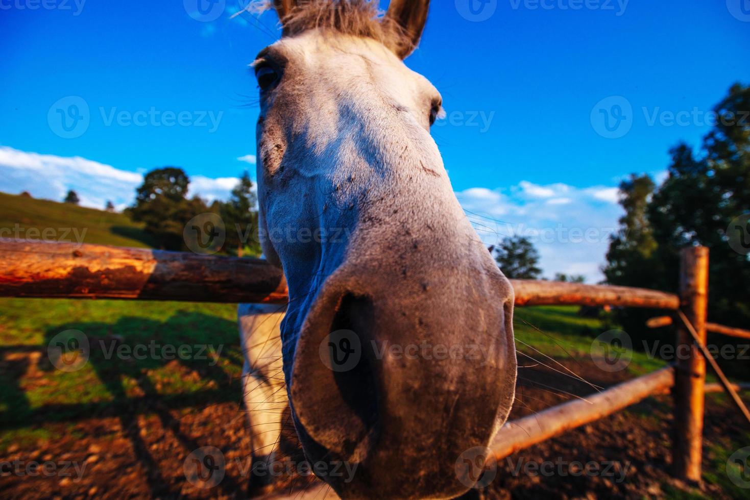 Funny horse close up photo