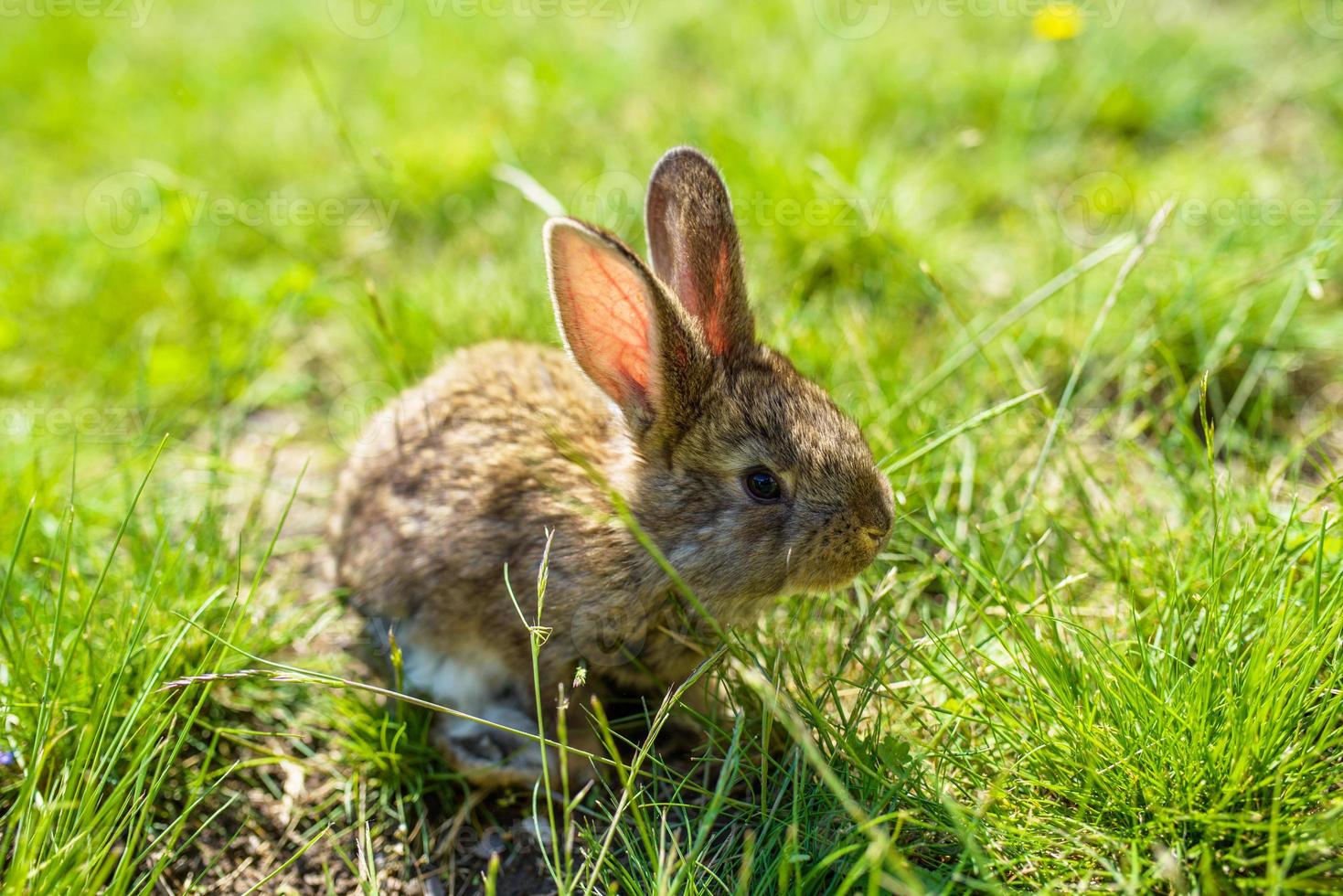 rabbit on the grass photo