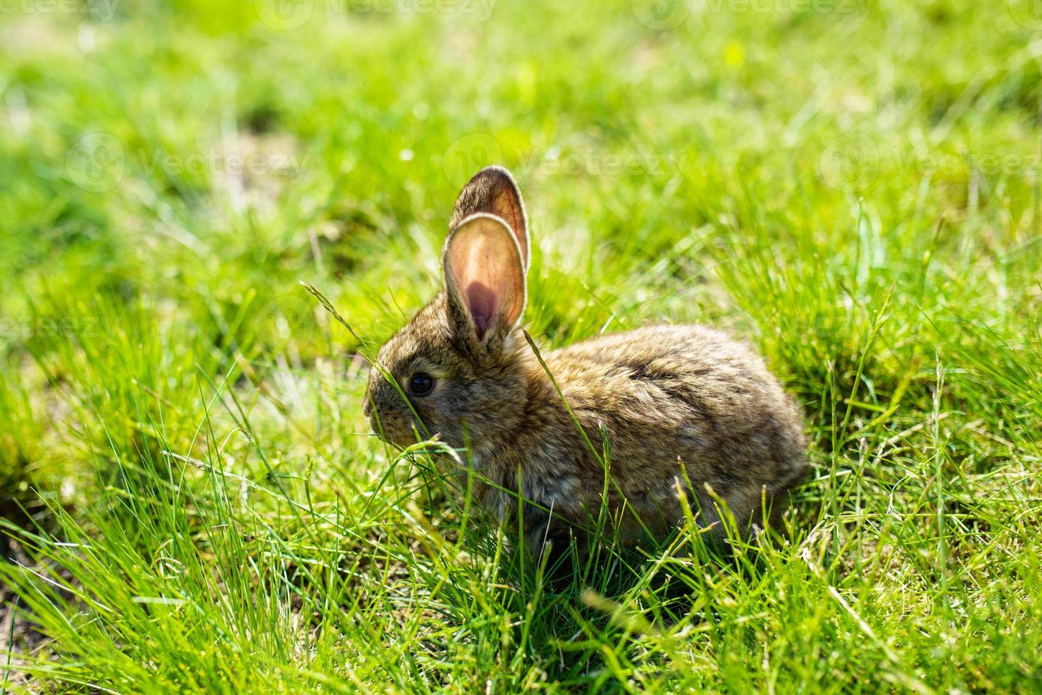 rabbit on the grass photo