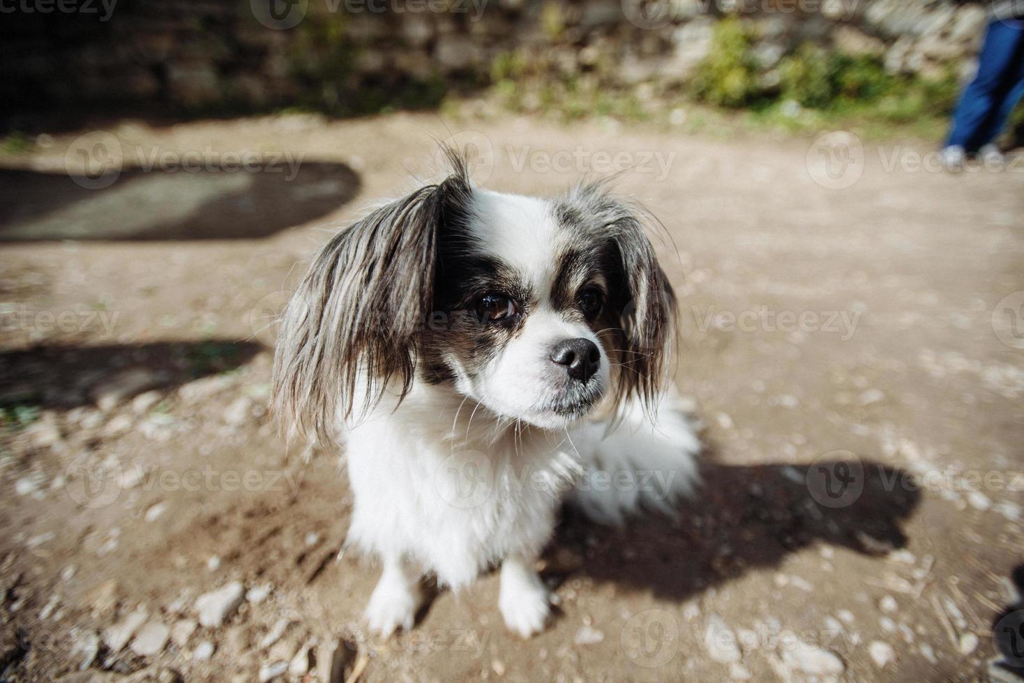 pequeño perro peludo foto