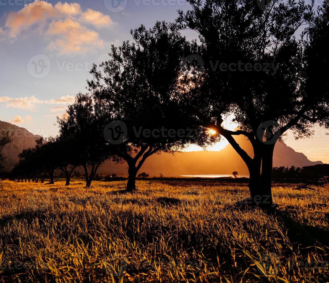 puesta de sol a través de los árboles foto