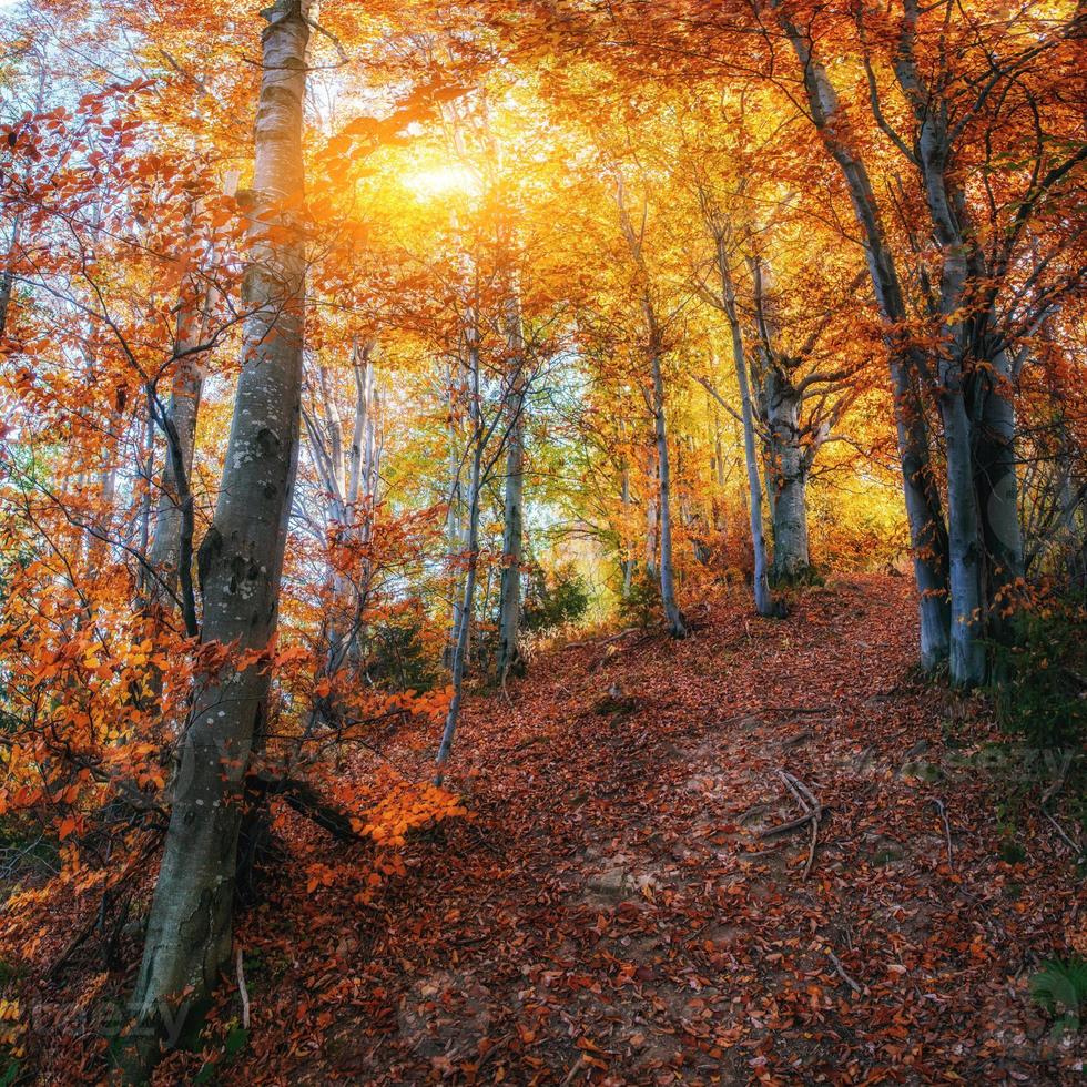 Forest Road in the autumn. photo