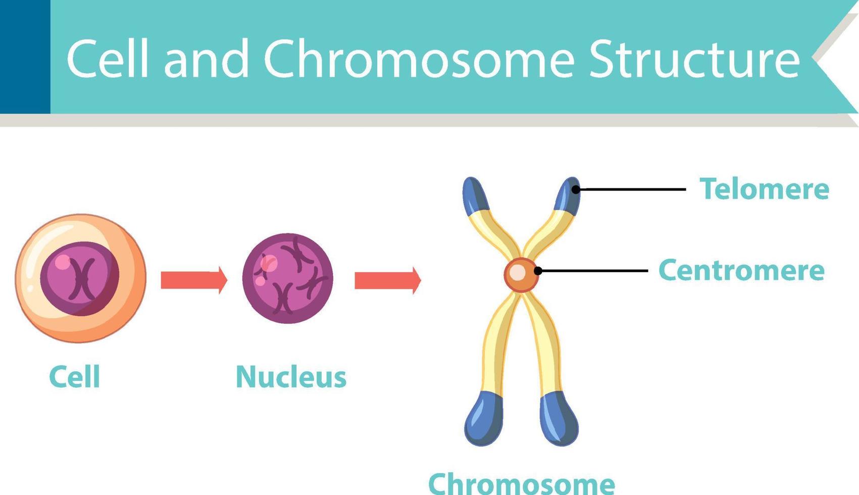 diagrama que muestra la estructura celular y cromosómica vector