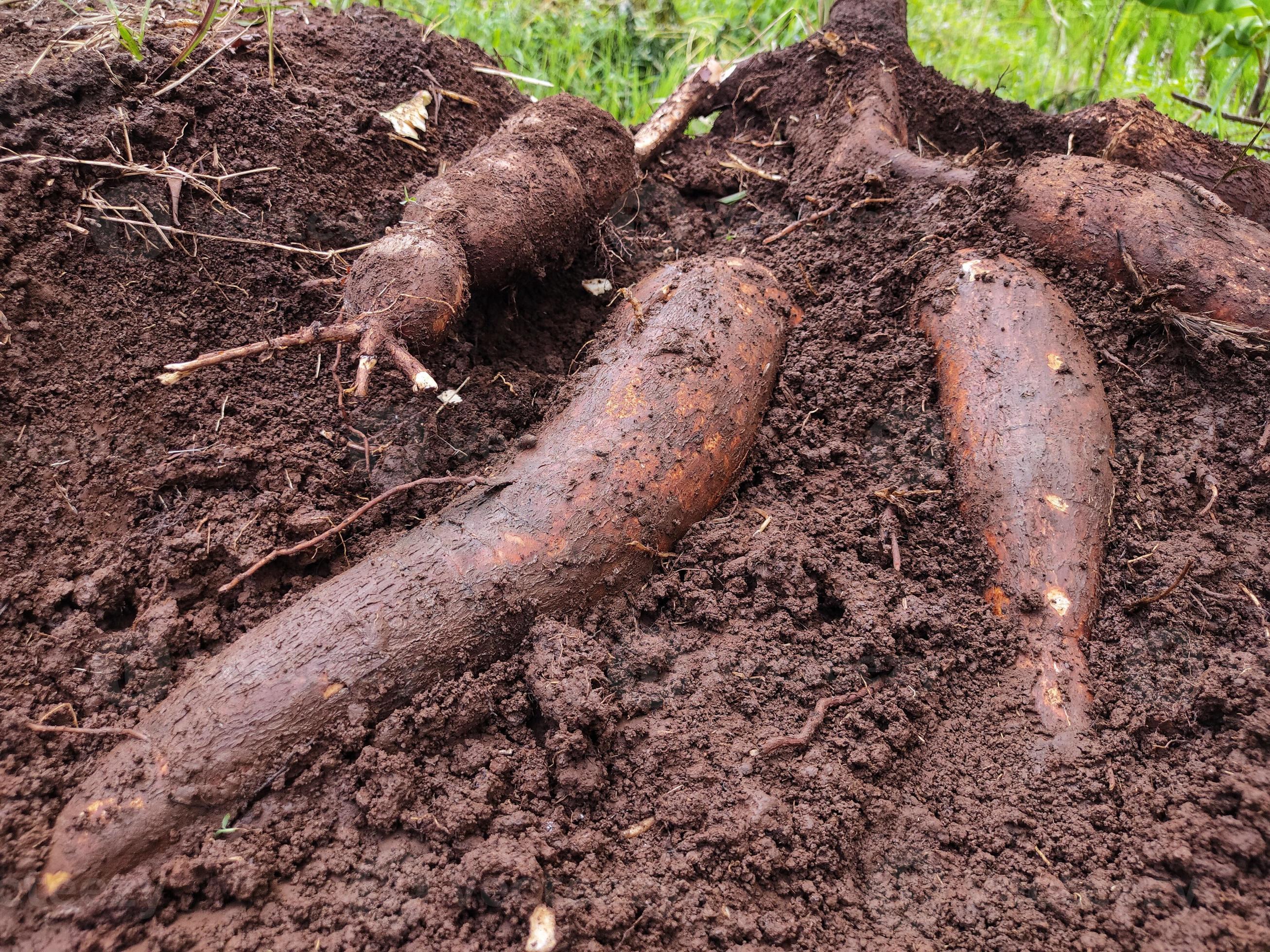 farmer harvests one cassava plant in the rice field during the day, cassava is a tuber root that