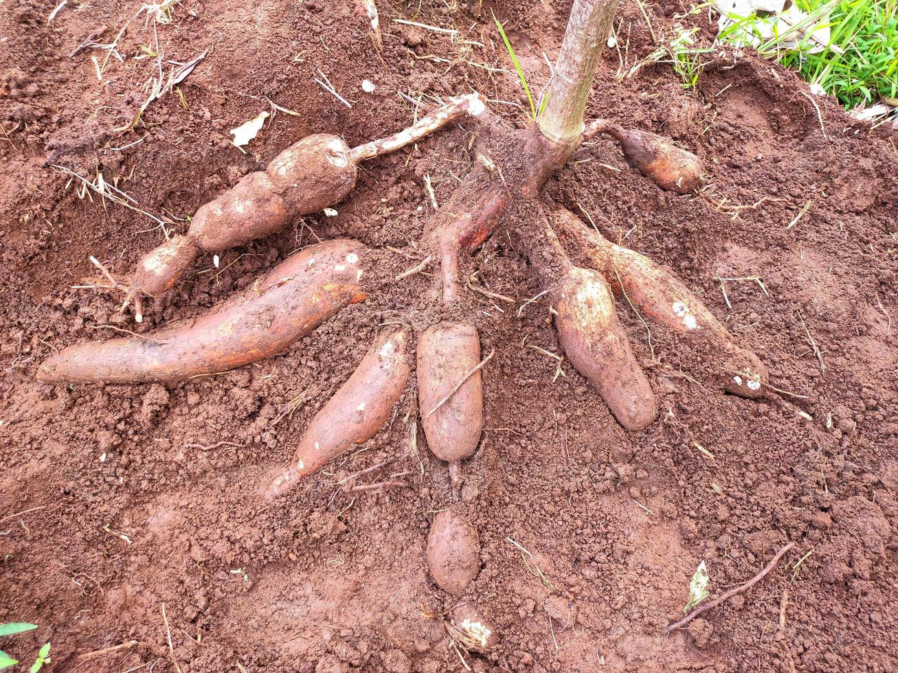 el agricultor cosecha una planta de yuca en el campo de arroz durante el día, la yuca es una raíz de tubérculo que crece exuberantemente en indonesia foto