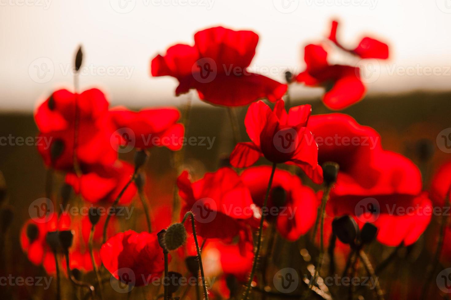 Beautiful field of red poppies in the sunset light. close up of red poppy flowers in a field. Red flowers background. Beautiful nature. Landscape. Romantic red flowers. photo