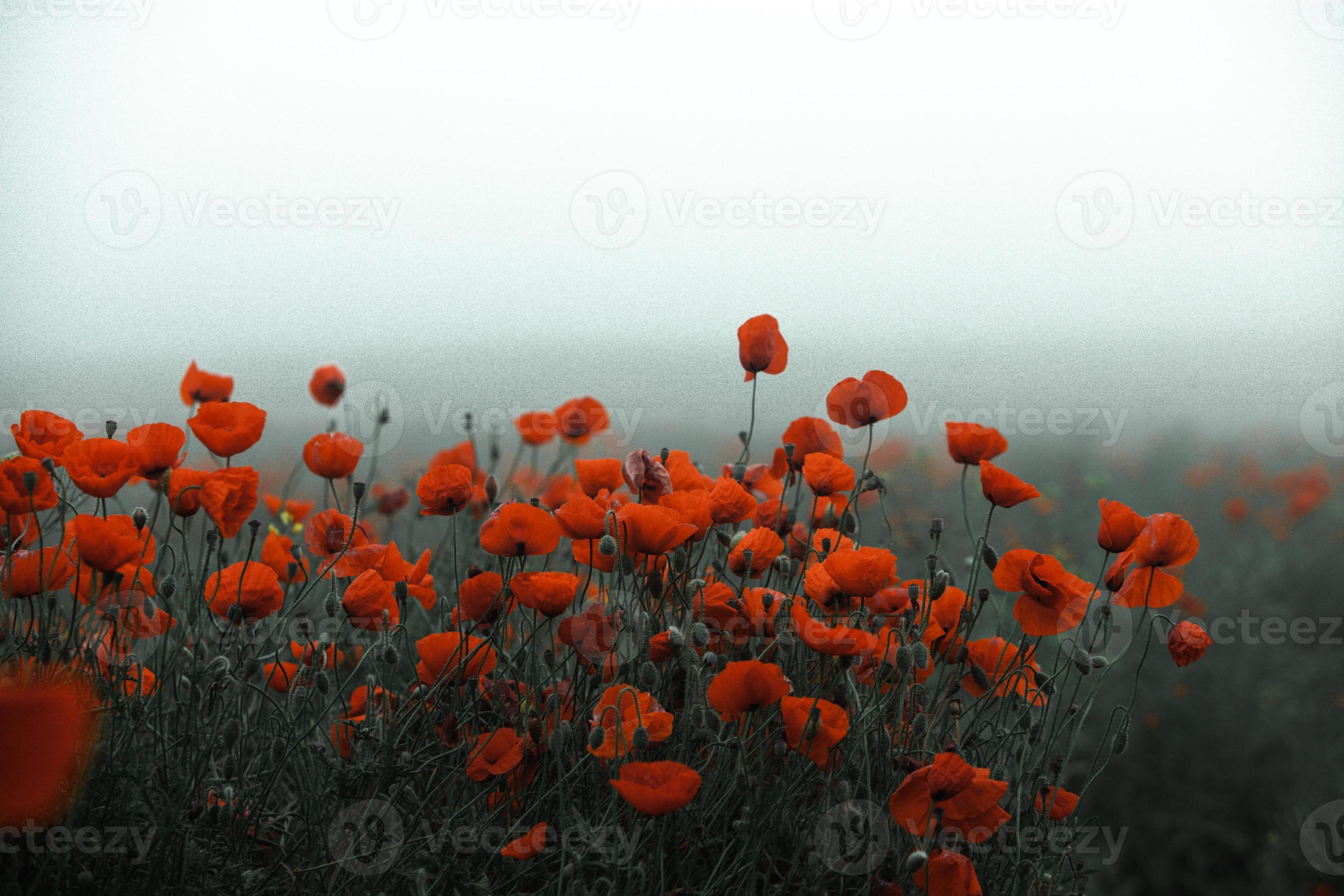 Beautiful field of red poppies in the sunset light. close up of