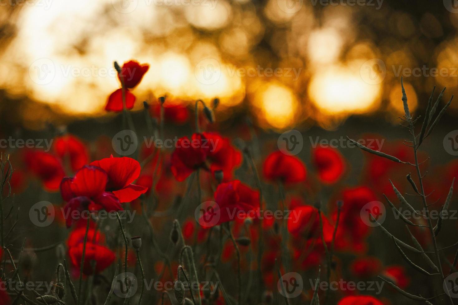 Beautiful field of red poppies in the sunset light. close up of red poppy flowers in a field. Red flowers background. Beautiful nature. Landscape. Romantic red flowers. photo