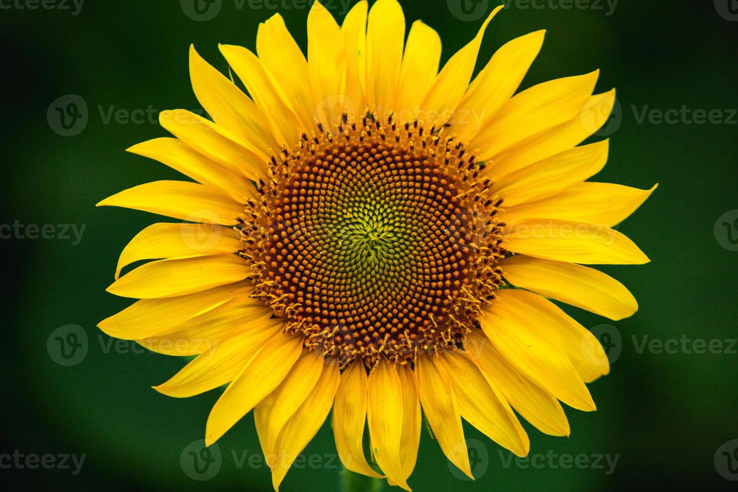 Beautiful field of blooming sunflowers against sunset golden light and blurry landscape background. photo