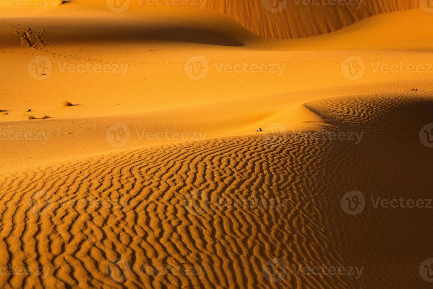 Beautiful sand dunes in the Sahara Desert in Morocco. Landscape in Africa in desert. photo