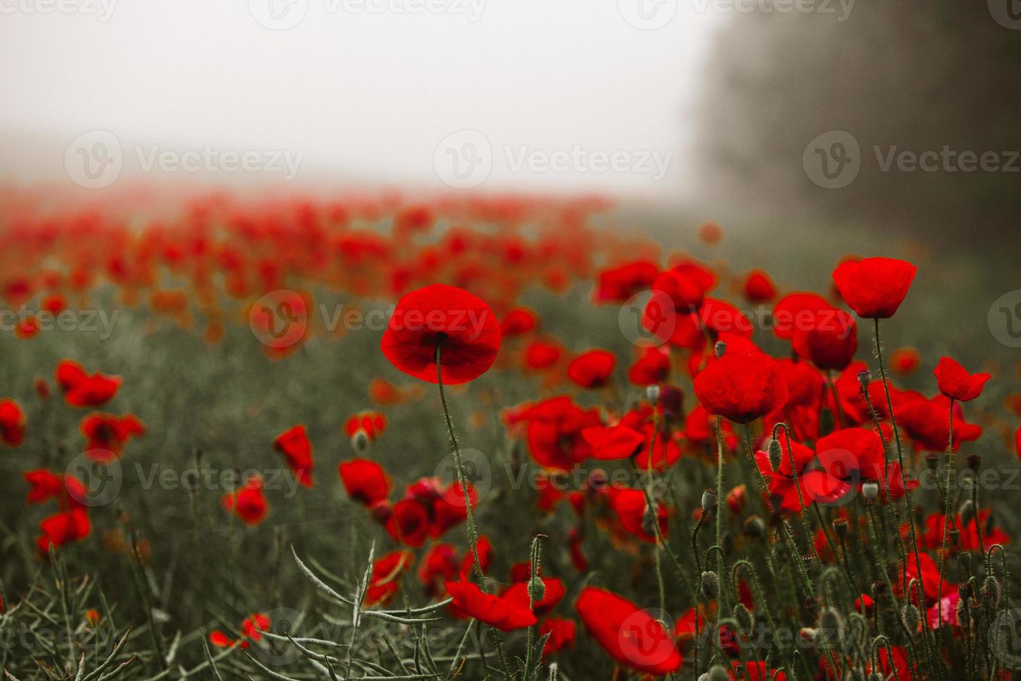 Beautiful field of red poppies in the sunset light. close up of red poppy flowers in a field. Red flowers background. Beautiful nature. Landscape. Romantic red flowers. photo