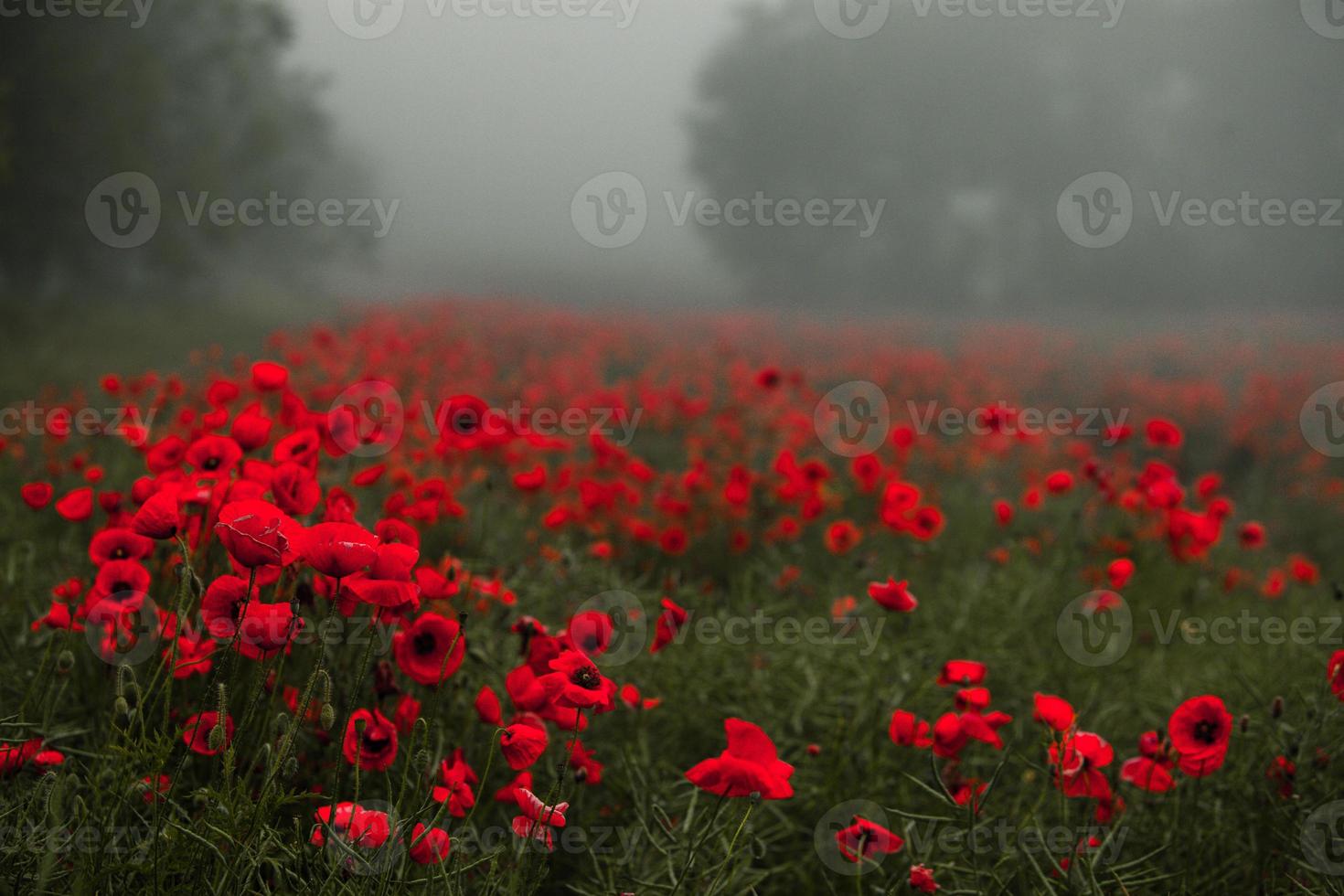 Beautiful field of red poppies in the sunset light. close up of red poppy flowers in a field. Red flowers background. Beautiful nature. Landscape. Romantic red flowers. photo