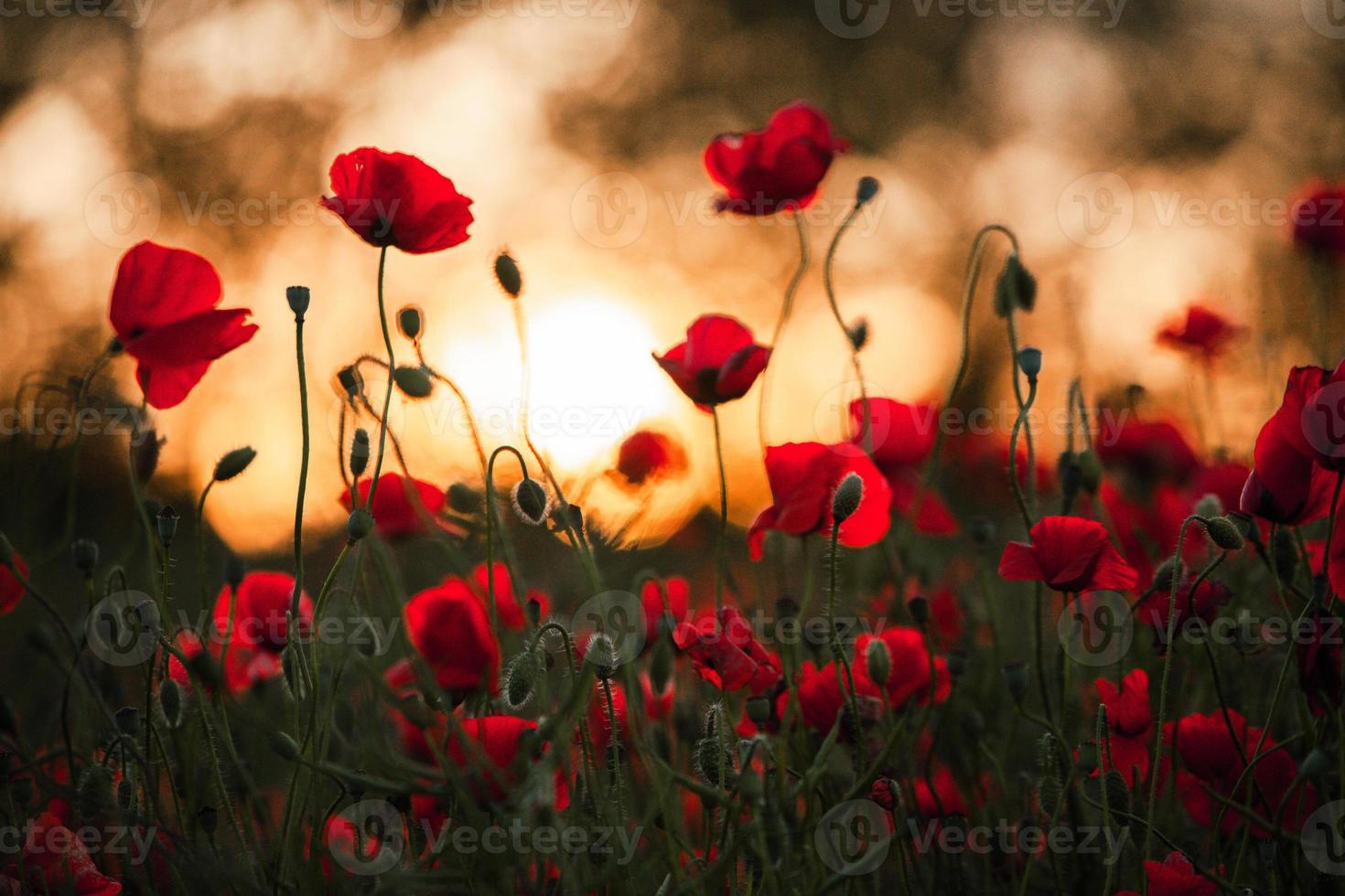Beautiful field of red poppies in the sunset light. close up of red poppy flowers in a field. Red flowers background. Beautiful nature. Landscape. Romantic red flowers. photo