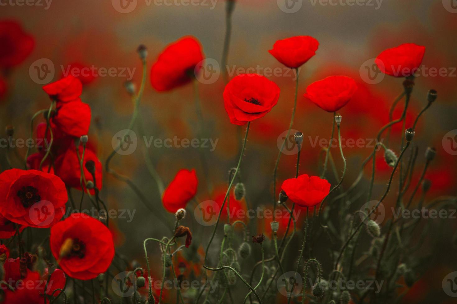 Beautiful field of red poppies in the sunset light. close up of red poppy flowers in a field. Red flowers background. Beautiful nature. Landscape. Romantic red flowers. photo