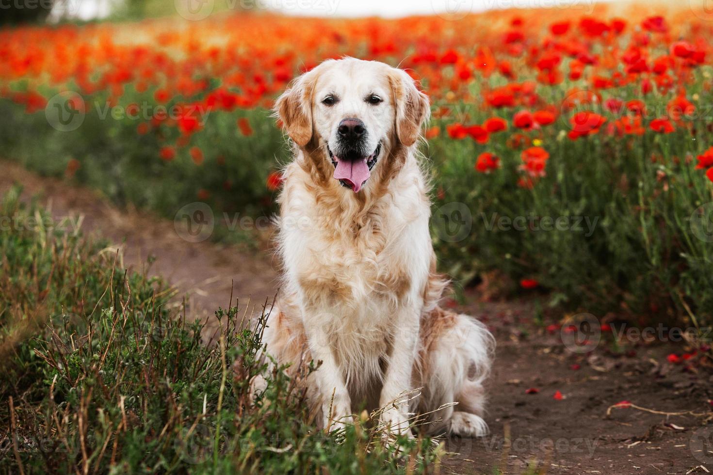 perro labrador retriever. perro golden retriever sobre hierba. adorable perro en flores de amapola. foto