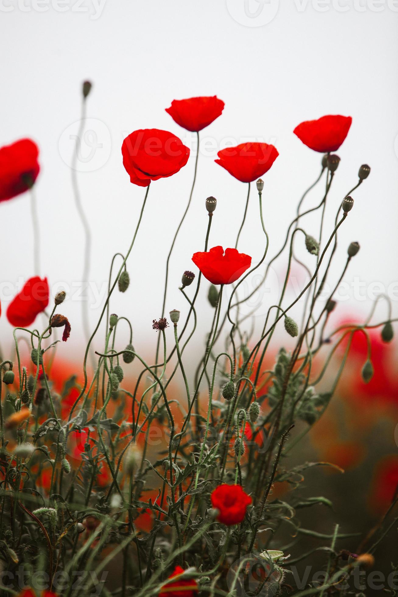 Beautiful field of red poppies in the sunset light. close up of red poppy  flowers in a field. Red flowers background. Beautiful nature. Landscape.  Romantic red flowers. 7031921 Stock Photo at Vecteezy