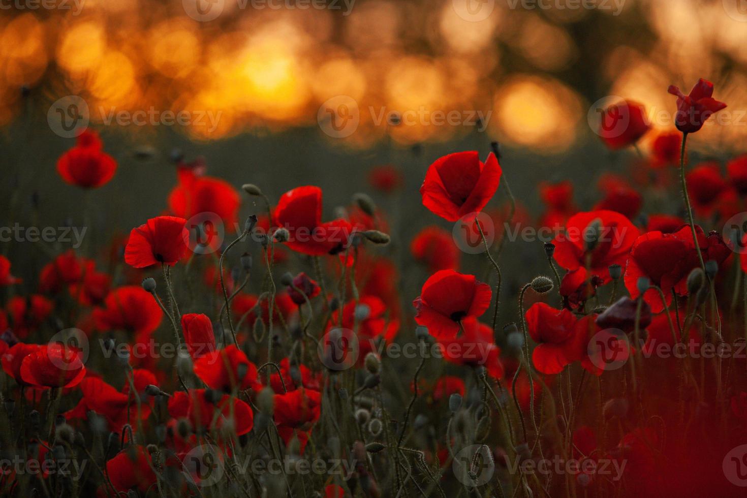 Beautiful field of red poppies in the sunset light. close up of red poppy flowers in a field. Red flowers background. Beautiful nature. Landscape. Romantic red flowers. photo