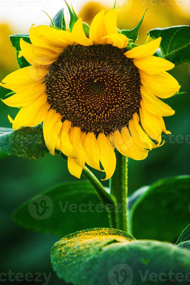 Beautiful field of blooming sunflowers against sunset golden light and blurry landscape background. photo