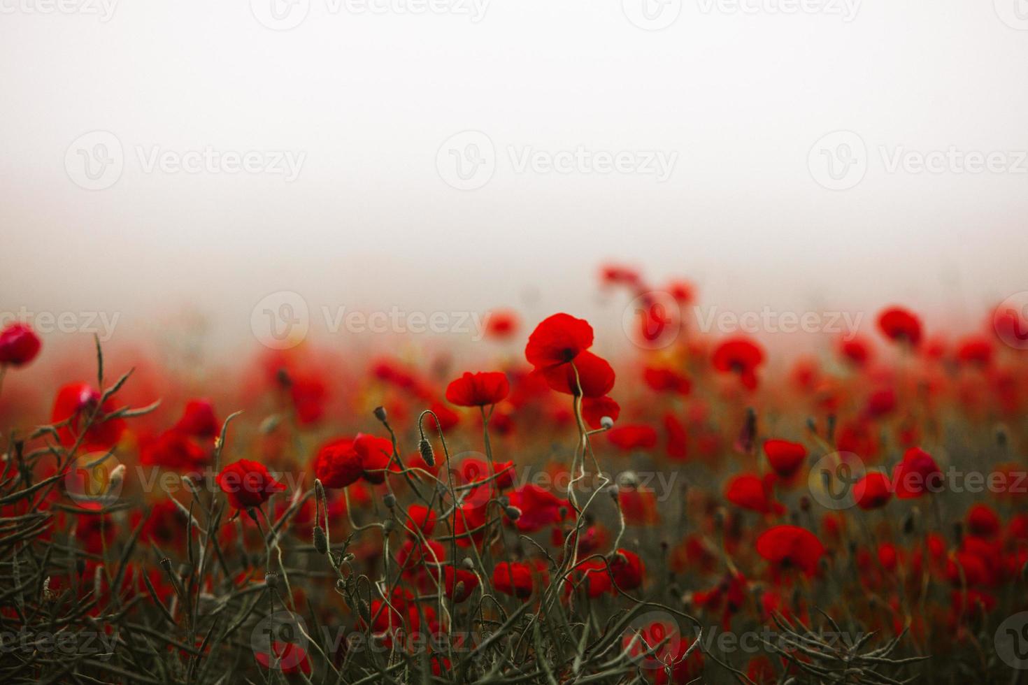 Beautiful field of red poppies in the sunset light. close up of red poppy flowers in a field. Red flowers background. Beautiful nature. Landscape. Romantic red flowers. photo