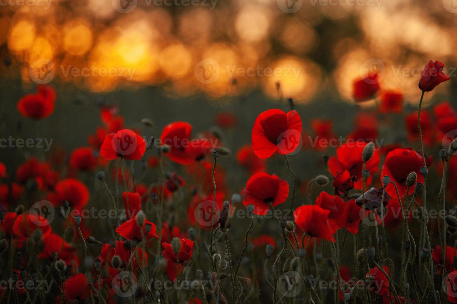 Beautiful field of red poppies in the sunset light. close up of red poppy flowers in a field. Red flowers background. Beautiful nature. Landscape. Romantic red flowers. photo