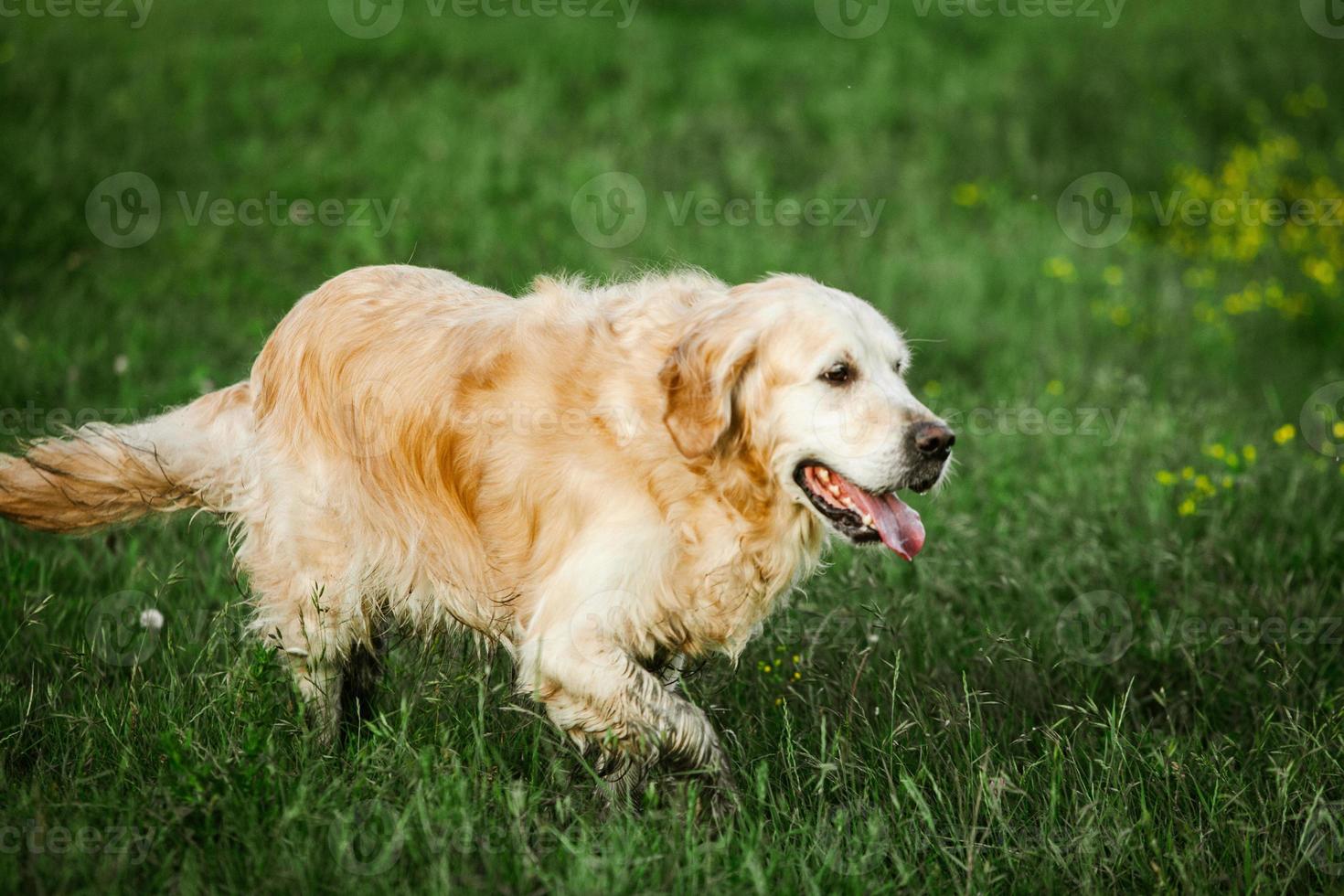 Walter Cunningham Un pan queso perro labrador retriever. perro golden retriever sobre hierba. adorable  perro en flores de amapola. 7032283 Foto de stock en Vecteezy