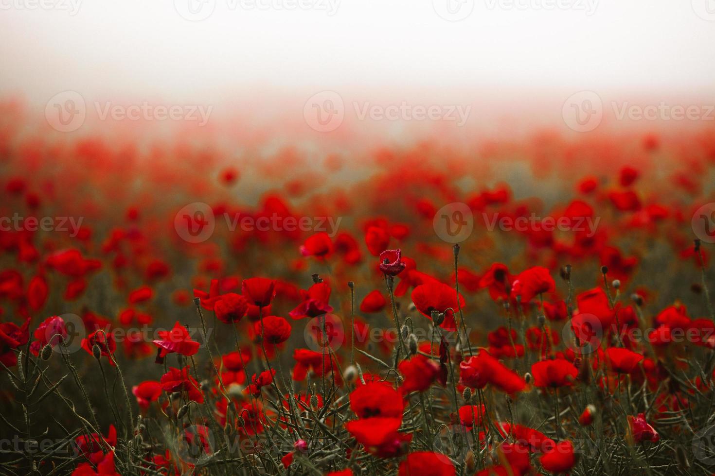 Beautiful field of red poppies in the sunset light. close up of red poppy flowers in a field. Red flowers background. Beautiful nature. Landscape. Romantic red flowers. photo