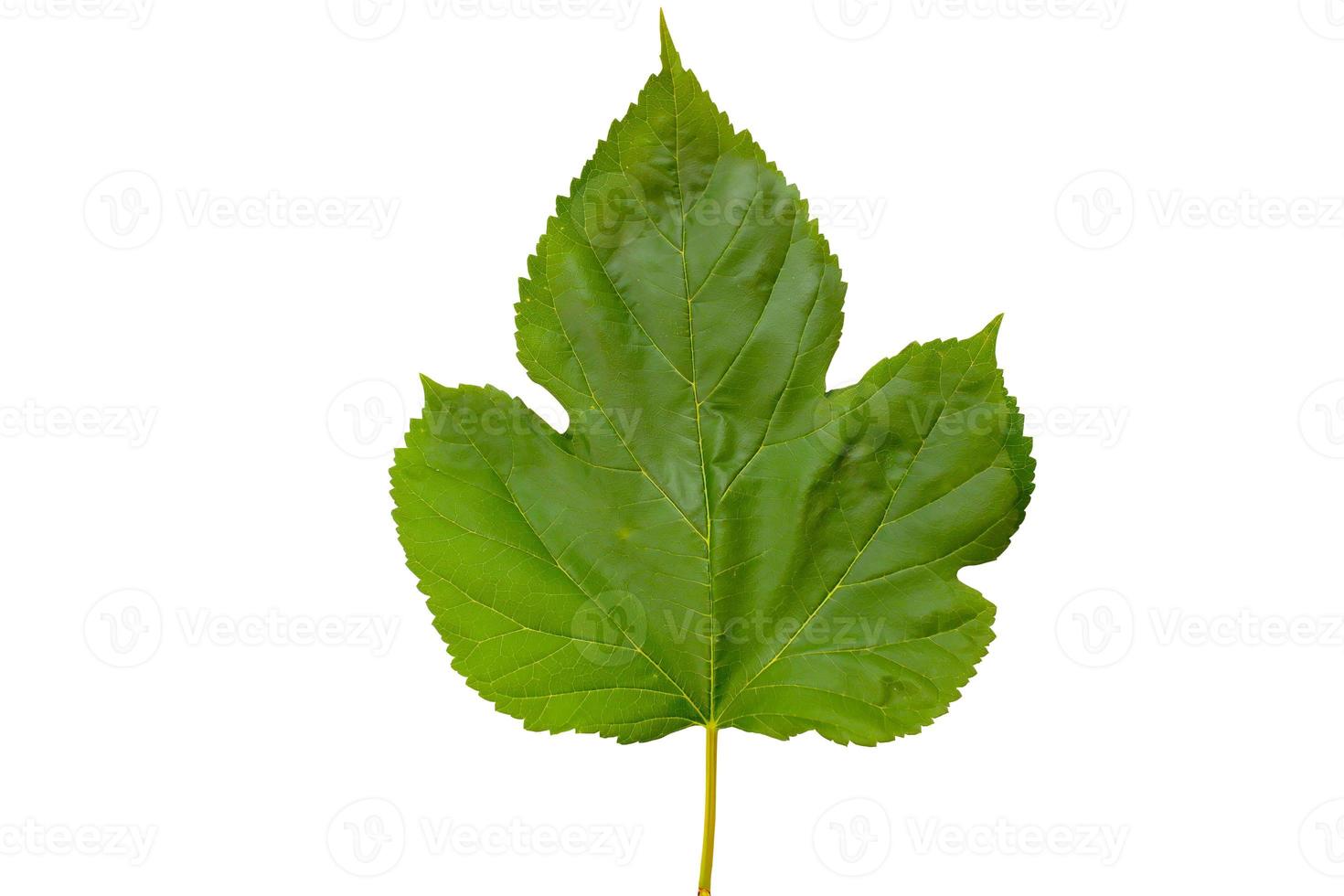 Mulberry leaf isolated on white background with clipping path. photo