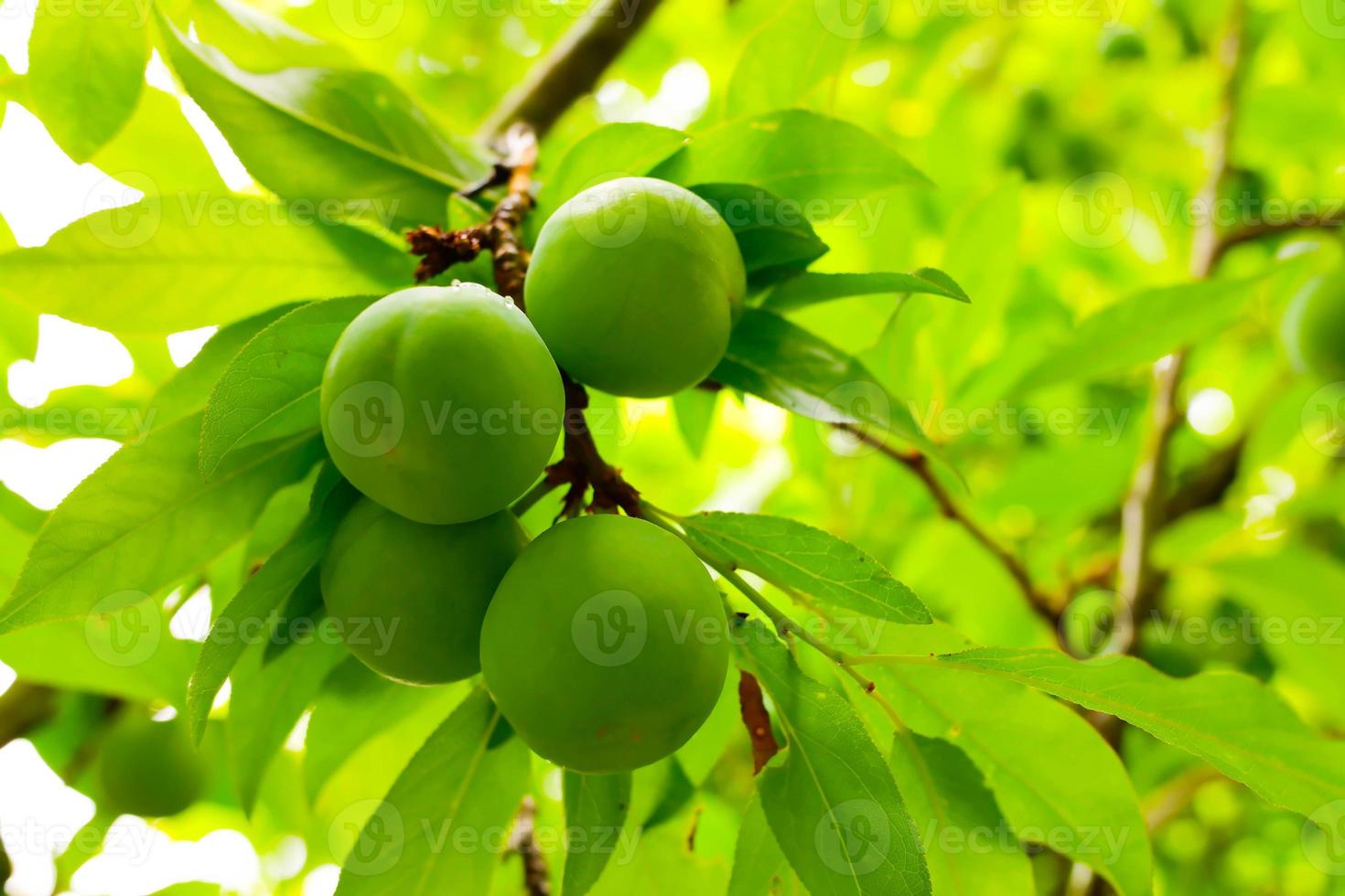 Prunus salicina, Prunus triflora, or Prunus thibetica commonly called the Japanese plum or Chinese plum is a small deciduous tree native to China. Green Prunus salicina on a tree. photo