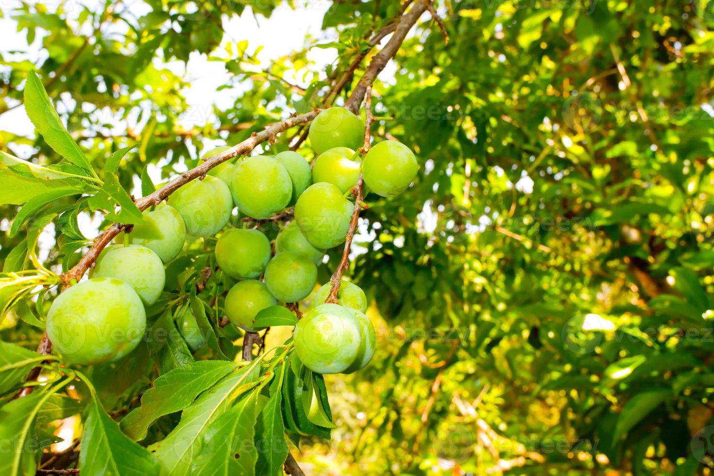 Prunus salicina, Prunus triflora, or Prunus thibetica commonly called