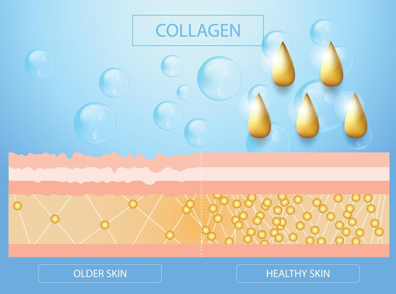 Collagen ,Protection Skin,  skin and aging graphic, vector design