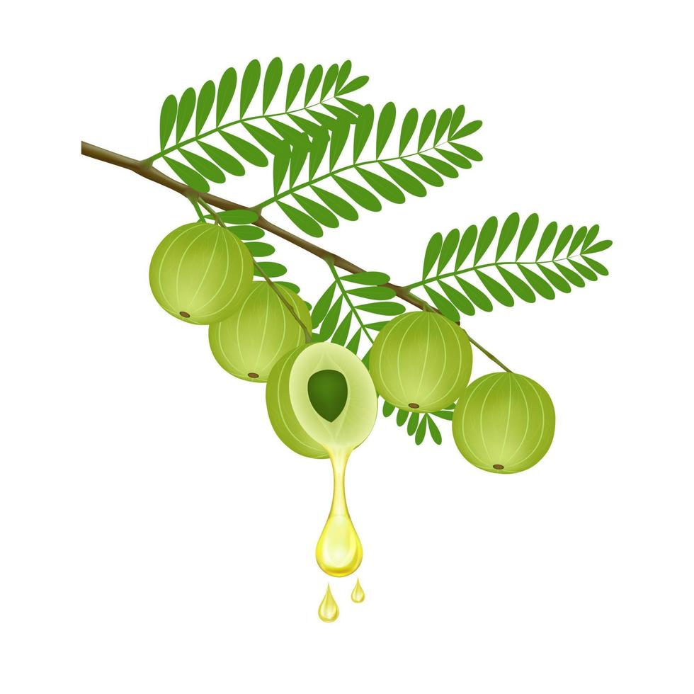 gota de aceite de grosella espinosa india fresca o fruta amla. fruta medicinal es muy rica en vitamina c y contiene muchos minerales. concepto médico. vector 3d realista. aislado sobre fondo blanco.