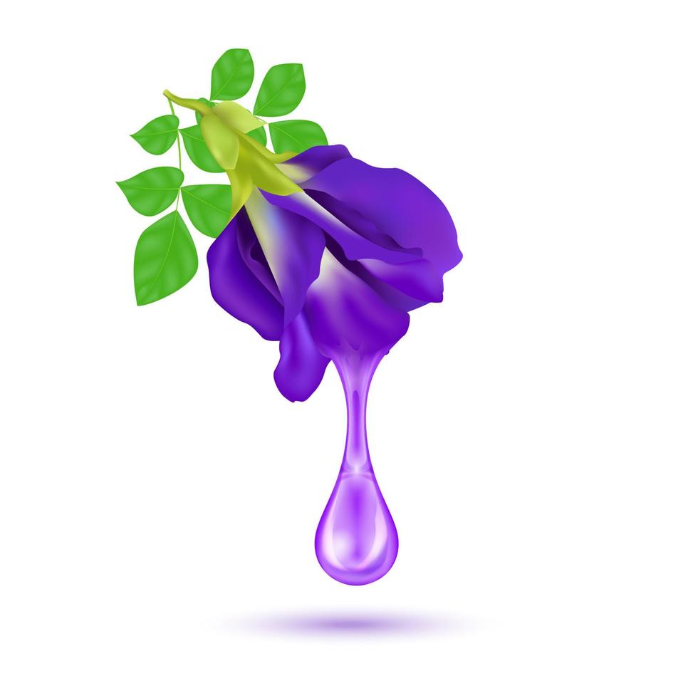 Water drop from fresh pea flower or Butterfly pea purple Clitoria ternatea. Medicinal plant. Medical concept. Realistic 3D vector. Isolated on white background. vector