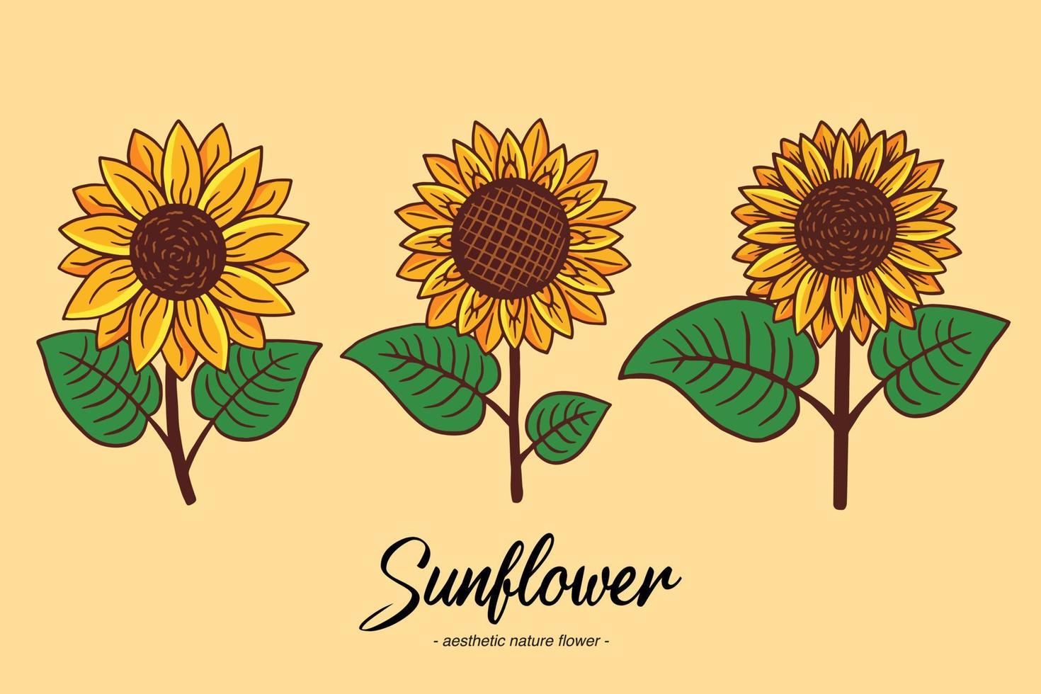 Set Collection Sunflower Summer Floral nature plant Aesthetic hand drawn Romantic illustration vector