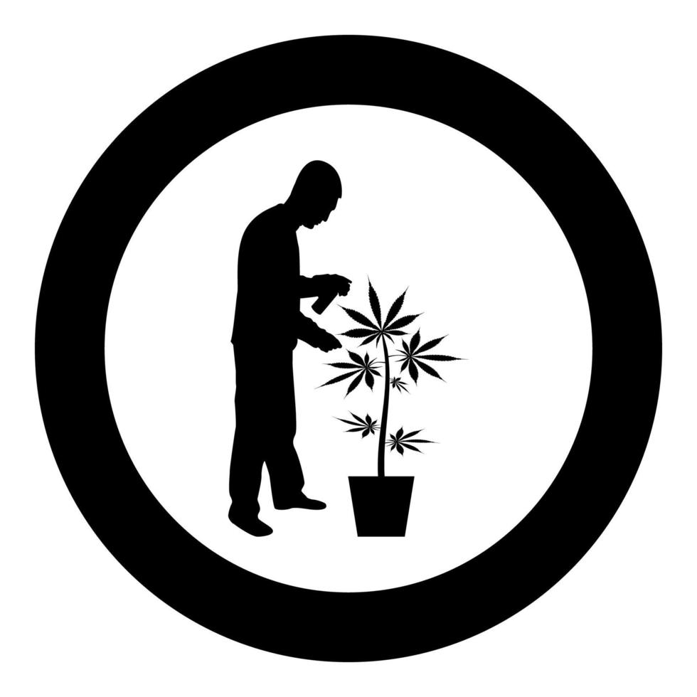 Man caring for marijuana plant in pot Water spraying using hand sprinkler Watering Gardening harvesting concept at home silhouette in circle round black color vector illustration solid outline style