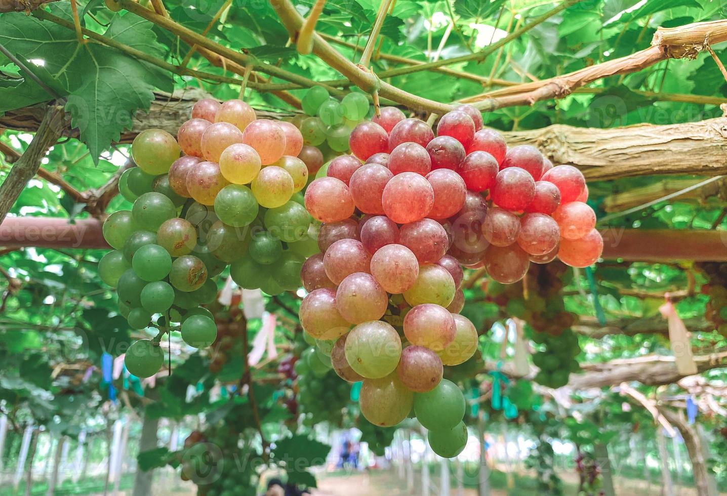 uvas frescas colgadas en árboles de uva de viñedos., agricultura. foto