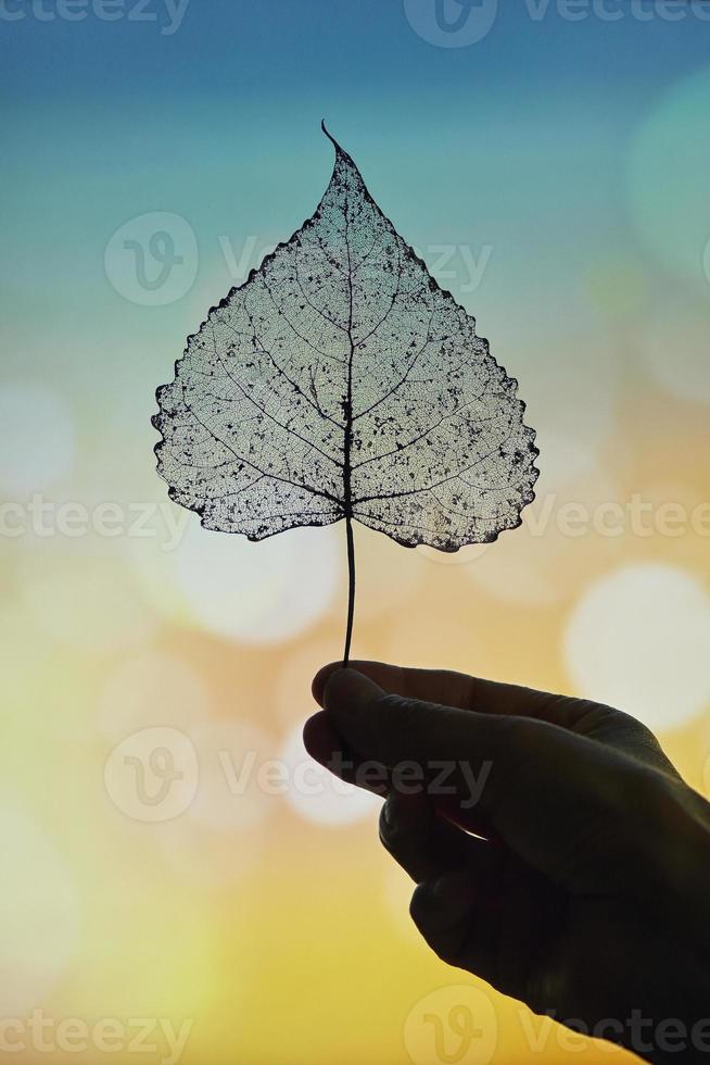 hoja seca de álamo transparente en la naturaleza foto