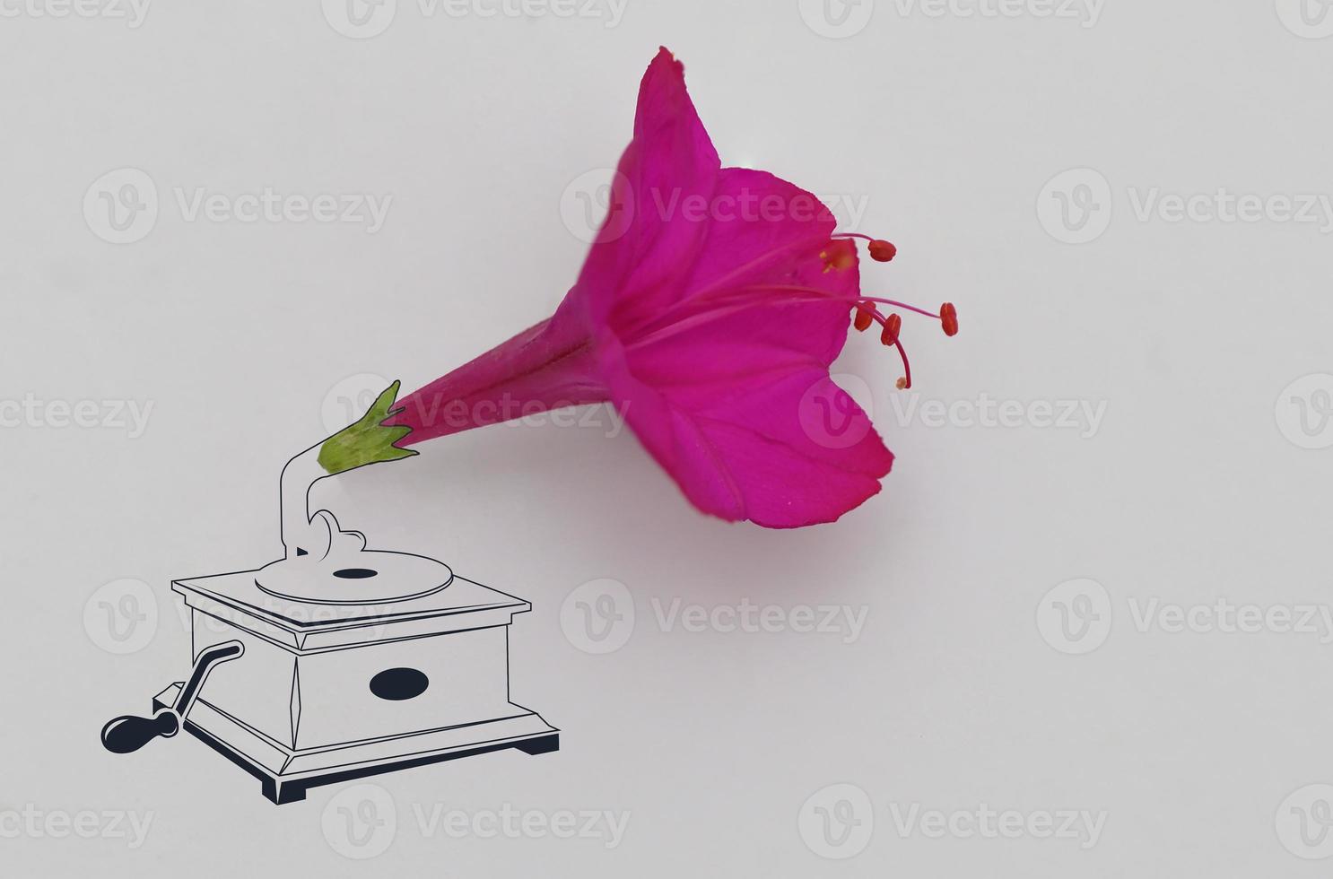 Vintage Gramophone With Pink Weigela shrubs photo