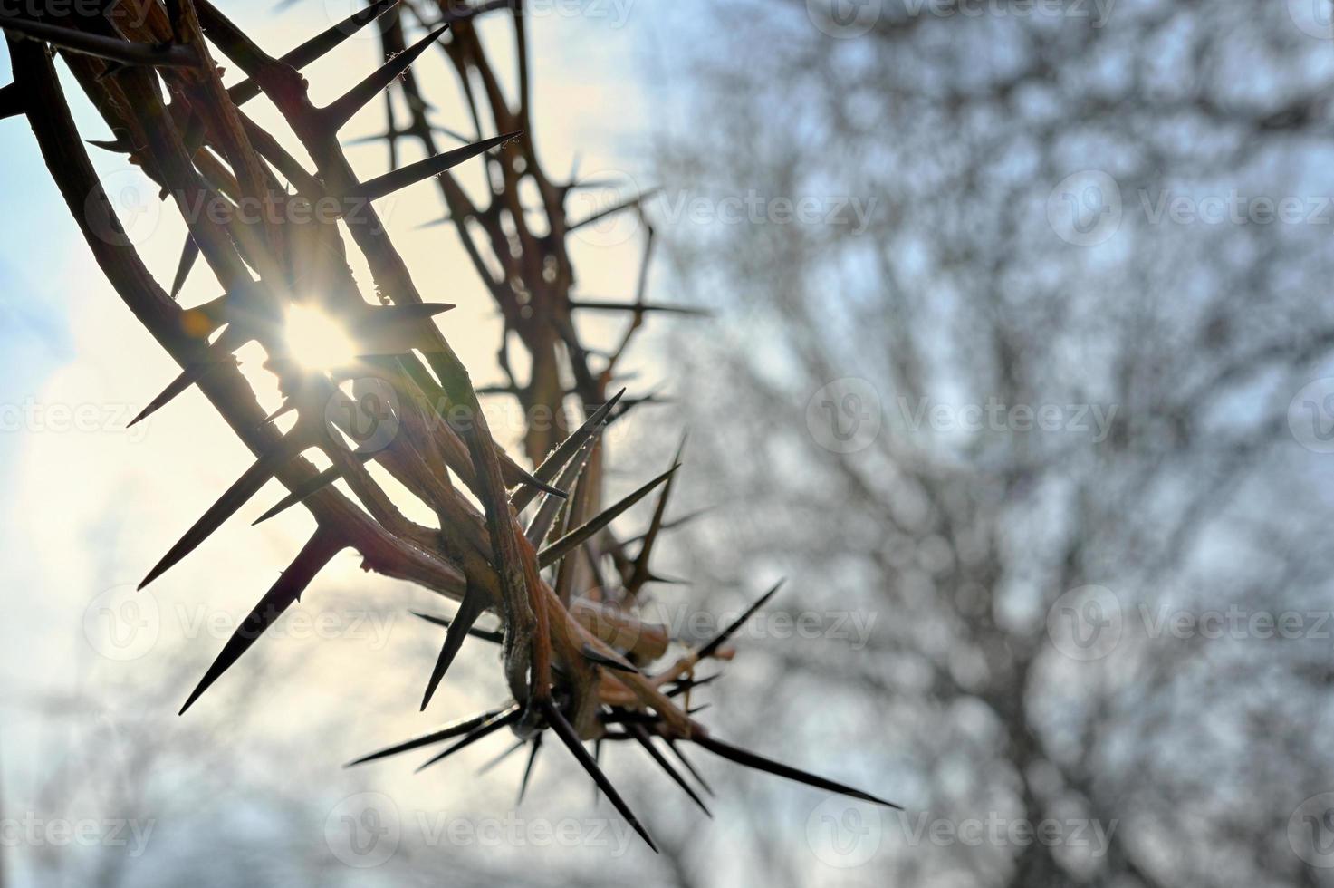 corona de espinas y fondo de la naturaleza foto