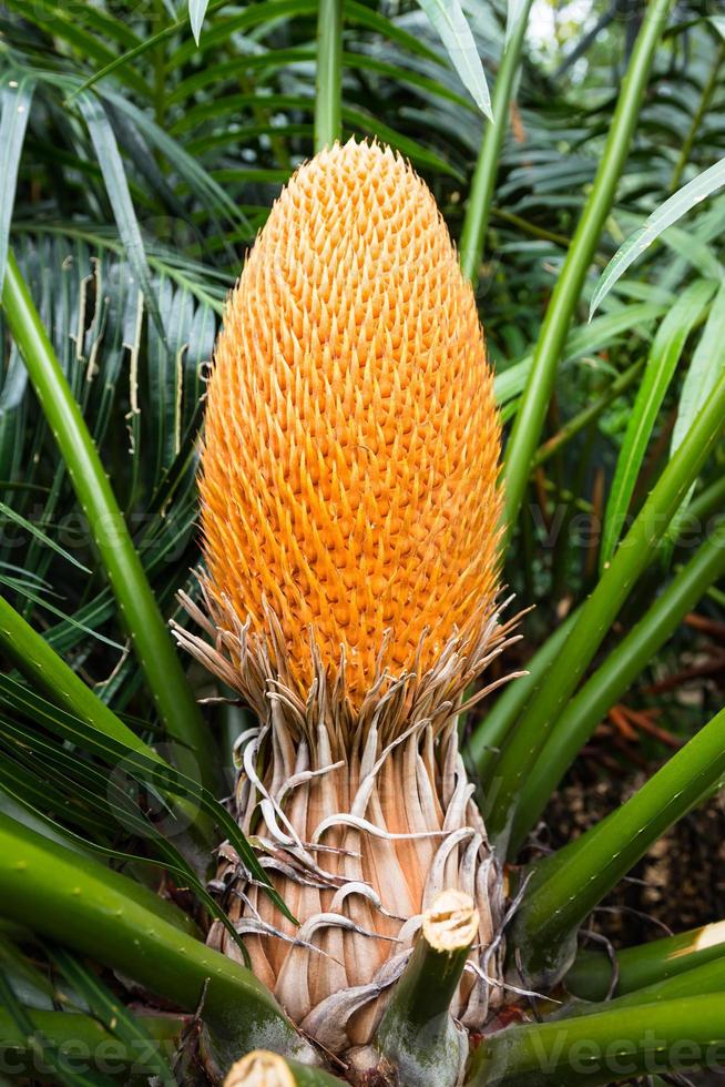 cycas circinalis o reina sagú, cono macho foto